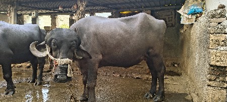 ખડેલી વેચવાની છે  પેલું વેતર