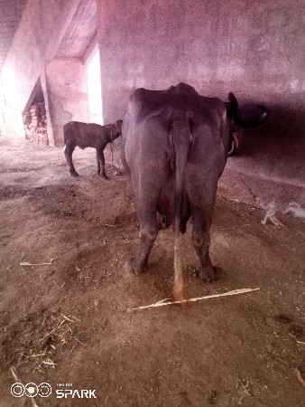 વેચવાનુછે