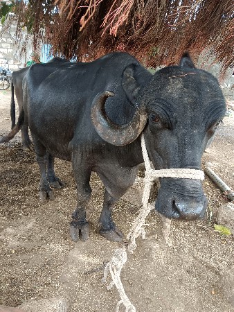 bhes vechavani se