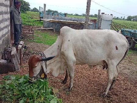 ગાય વેચવાની છે