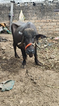 ભેંસ વેચવાની છે