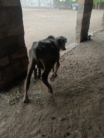 પાડો વેચવાનો છે