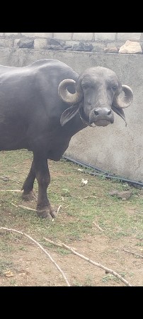 5દિવસ ની કાચી