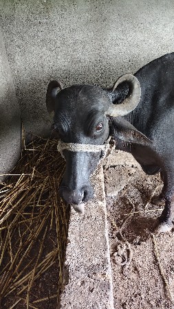 ભેંસ વેચવાની છે