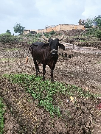 ગાય વેસવાની શે