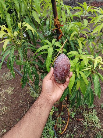 Chamunda nursery
