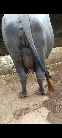 ભેંસ વેચવાની છે બીજા વેતરમાં