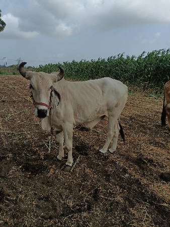 બળદ વેચવાના છે