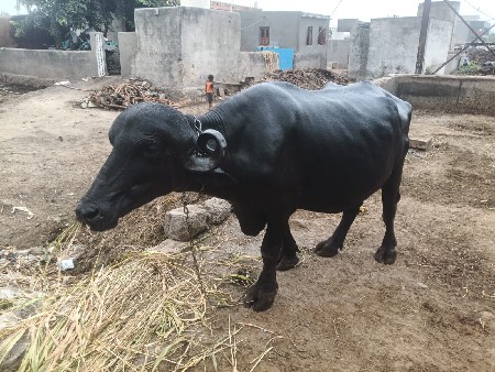 ભેશ