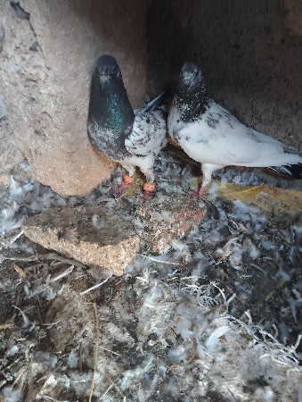 1 જોડી છે