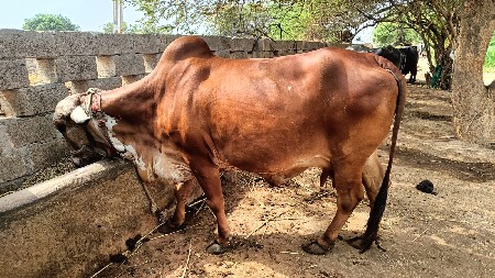 ગીર ગાય વેચવાની છે