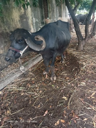 આઠ મહિના ની ગાભણી