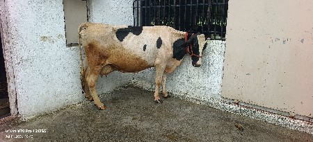 એચ. એફ. ગાય વેચવાની છે