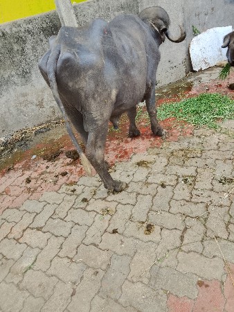 manavadar taluka