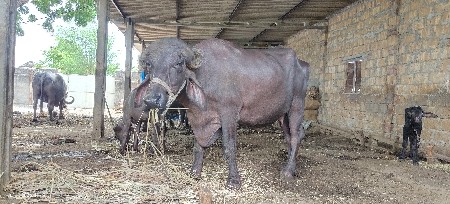 ૧ મહિનો કાચી,પેલું વેતર.