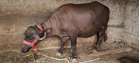 મળેલી વહેંચવાની છે