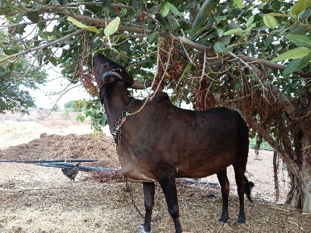 ઍકવરશદિનિપાડિગાયવૅચવાનાછૅ