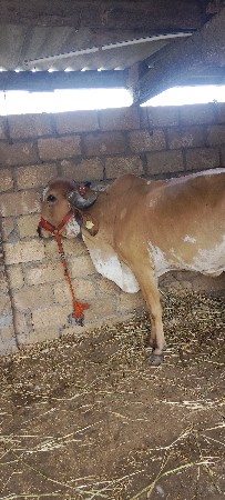 ગાય વેસનિ છે