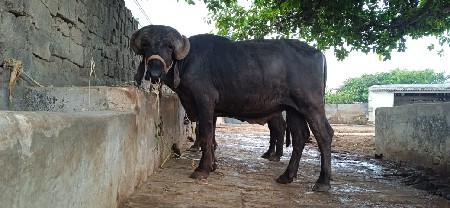 પાડો વેચવાનો છે