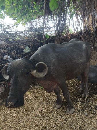આ ભેશ વેચવાની છે