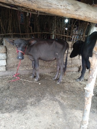 ભેંસો વેચવાની છે સાથે એક પાડો છે