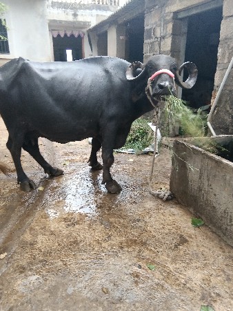 ભેંસ વેચવાની છે