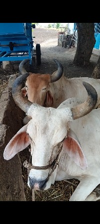 ગોઢલા