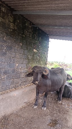 ભેંસ વેચવાની છે