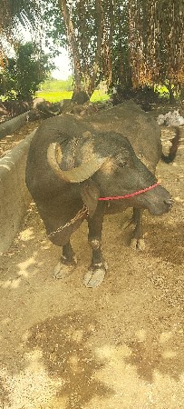 રામ શ્રી રામ પિઠીયા ગામ નગીચાણા