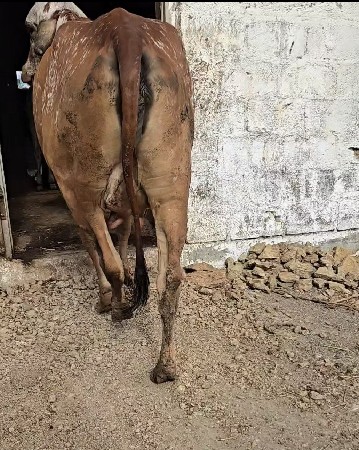 gir vodki deva ni se