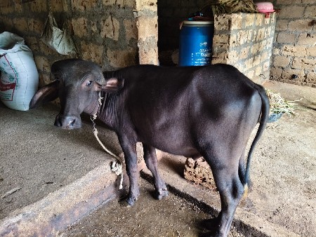 પાડી અને પાડો વેચવાના છે.