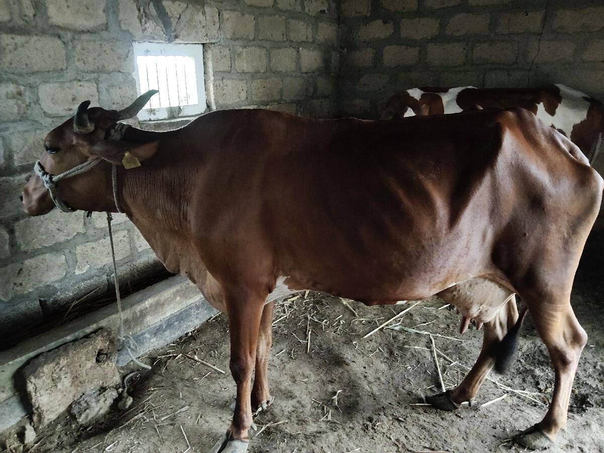 જર્સી ગાય