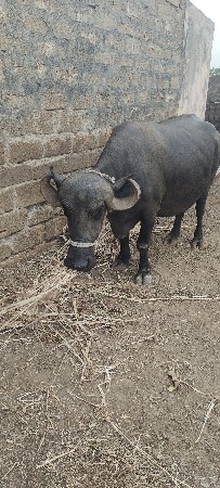 ભેંસ વેચવા ની છે