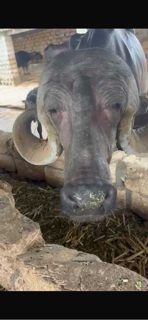 Orijnal jafrabadi bhes