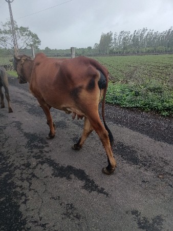 દેશી વળતી વેચવાની છે