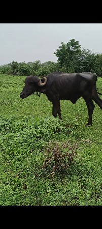 અઢી વરસની ખડાઈ છે વેચવાની છે