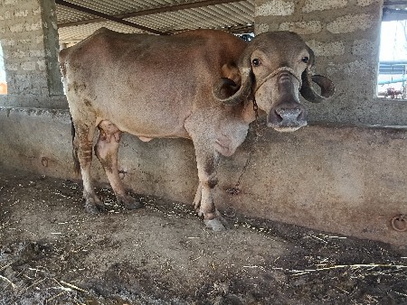 ખાડેલા વેચવાના છે