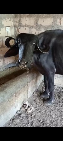 પેલુ વેતર...