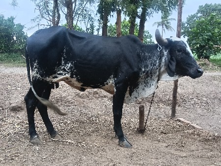 ગાય વેચવાની છે