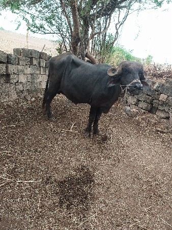 भेस