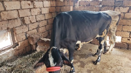 H.F હોડકી વેસવાની છે