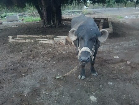 આ ખડેલી વેચવાની છે