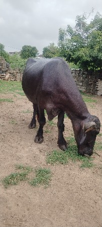 ભેંસ વેચવાની છે