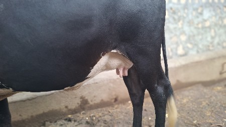 ગીર ક્રોસ   ગાય વેચવાની છે