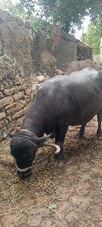 બે.ભેસ.વેશવાની.પંદર.દિવસ.નીવાર