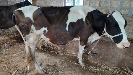 7 લીટર દૂધ હાજર માં છે
