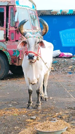 3000 મારવા બેસવાની ટોટલ જવાબદારી પ