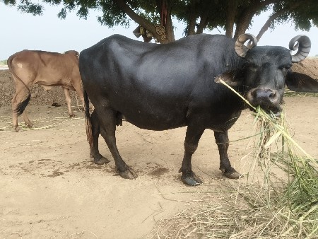 બન્ની ભેંસ વેચવાની છે
