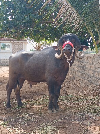 પાડો વેશાવાનો છે