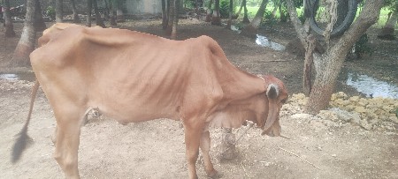 ગીર ગાય વેચવાની છે